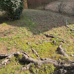 Leaf Removal by PRO365 Lawn Services reviewed on May 31, 2026