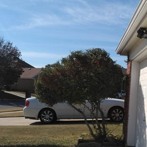 Bush Trimming by Little nicks lawn and handyman services reviewed on August 15, 2025