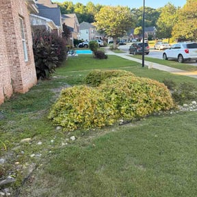 Bush Trimming by Lambs lawncare llc reviewed on June 9, 2026