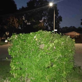 Bush Trimming by Lindsay’s lawncare reviewed on November 24, 2025