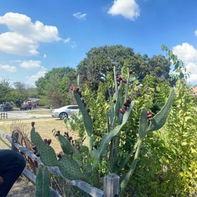 Bush Trimming by Mieozzies Lawn Services LLC reviewed on November 9, 2025