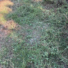 Bush Trimming by Sbm reviewed on December 1, 2025