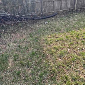 Leaf Removal by AMAZING GRAZERS reviewed on March 27, 2026