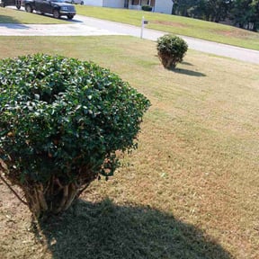 Bush Trimming by Tomascann llc reviewed on October 24, 2025