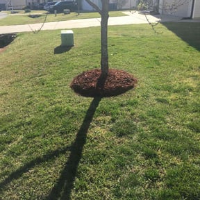 Mulching by Da Munchez/ High 5 landscaping reviewed on August 16, 2025