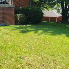 Bush Trimming by Celebrity lawn care and landscaping reviewed on October 24, 2025