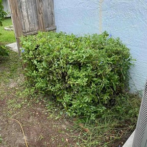 Bush Trimming by We Go Kc Lawn and Snow reviewed on June 14, 2026