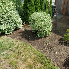 Bush Trimming by Patricks lawn service reviewed on August 20, 2025