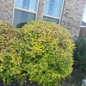Bush Trimming by Corbett lawn maintenance reviewed on August 18, 2026