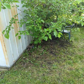 Leaf Removal by PJ’s Lawn care reviewed on September 6, 2025