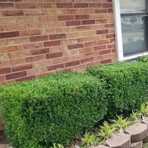 Bush Trimming by The good neighbor lawn maintenance reviewed on August 18, 2025