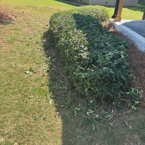 Bush Trimming by Preferred lawncare reviewed on April 5, 2026