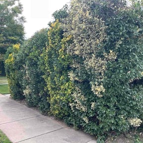 Bush Trimming by Keith Dalke reviewed on June 9, 2022