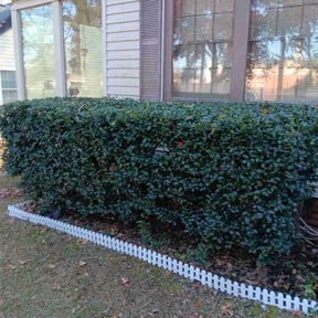 Bush Trimming by L.H. landscaping &amp; hardscaping reviewed on July 19, 2022