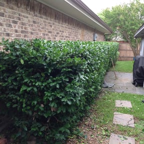 Bush Trimming by MY Landscaping &amp; Lawn Care  reviewed on April 19, 2024