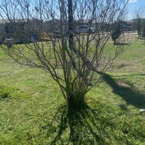 Bush Trimming by Daves Lawn Care reviewed on August 20, 2025