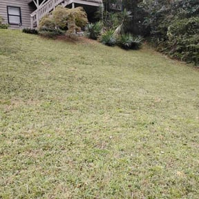 Bush Trimming by Greener Lawn Care LLC reviewed on November 19, 2025