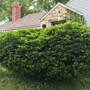 Bush Trimming by Nyasia&#039;s landscape reviewed on April 13, 2024