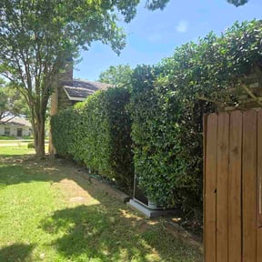 Bush Trimming by Quality and affordable lawn care service reviewed on July 1, 2026