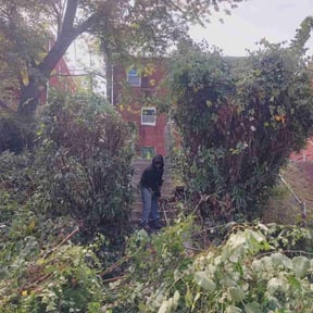 Leaf Removal by Daniel campos reviewed on September 8, 2025