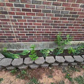 Leaf Removal by Green Dream Lawn reviewed on October 3, 2025