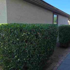 Bush Trimming by Farley's Lawn &amp; Land Solutions reviewed on March 24, 2026