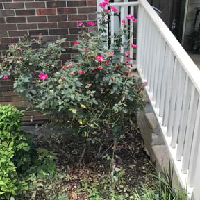 Bush Trimming by Let it Grow Landscaping reviewed on August 17, 2025