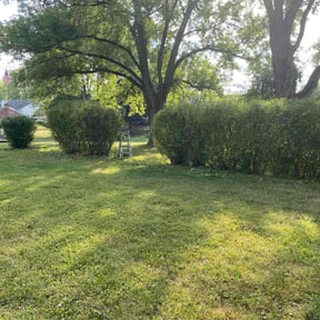 Bush Trimming by D&#039;SAW Lawncare and Landscaping reviewed on October 23, 2025