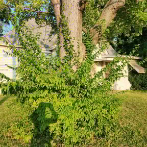 Bush Trimming by Dinos Lawn Service reviewed on August 16, 2025