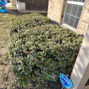Bush Trimming by Aaron's Landscaping &amp; Tree Service's reviewed on October 21, 2025