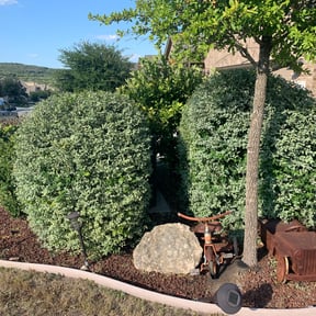 Bush Trimming by K&G Lawncare reviewed on August 21, 2025