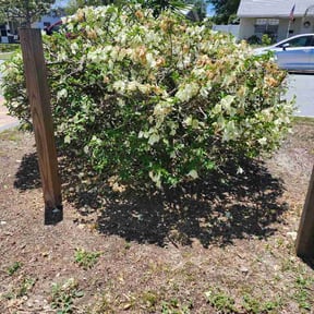 Bush Trimming by J&amp;L Outdoor Services reviewed on August 11, 2025