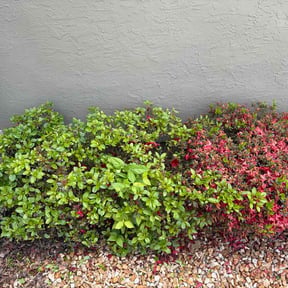 Bush Trimming by David Peters reviewed on October 27, 2024