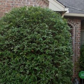 Bush Trimming by Gumaso’s landscaping &gardening services reviewed on August 16, 2025