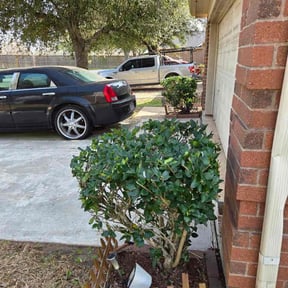 Bush Trimming by Lawn barber  reviewed on July 3, 2022