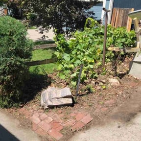 Bush Trimming by Marcus Perry reviewed on November 19, 2025