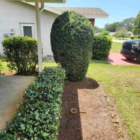Bush Trimming by 3D GARDEN DESIGN and lawn care reviewed on August 15, 2025