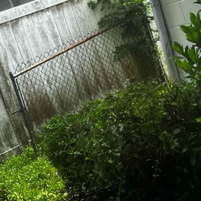 Bush Trimming by Top Cuts Lawncare reviewed on August 13, 2025