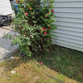 Bush Trimming by M n' M Lawn Services reviewed on November 18, 2025