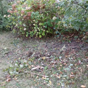 Bush Trimming by Maryhaven farm reviewed on November 24, 2025