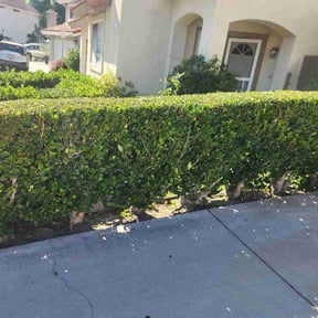Bush Trimming by Texas Rose Lawn Care reviewed on August 13, 2025