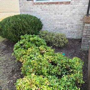 Flower Bed Weeding by DLS Lawn Service reviewed on August 25, 2026