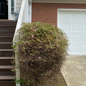 Bush Trimming by A_B Landscape Maintenance reviewed on August 14, 2025