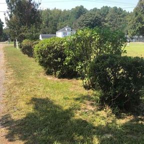 Bush Trimming by HillSide Landscape reviewed on January 7, 2026