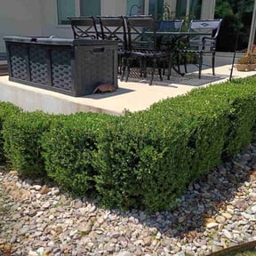 Bush Trimming by Choice Specialties LLC reviewed on March 31, 2024