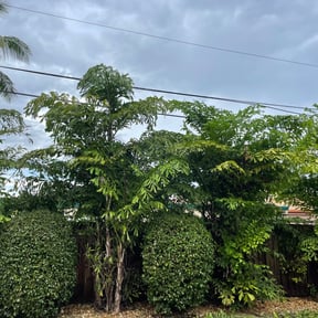 Bush Trimming by Scott Bensing Lawn Care reviewed on October 20, 2025