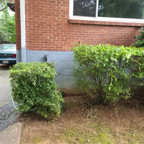 Bush Trimming by The lawn Service,LLC reviewed on October 21, 2025