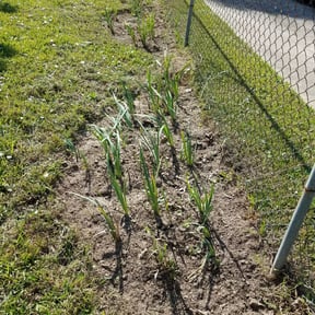 Flower Bed Weeding by Daily Deed Lawn Maintenance reviewed on August 17, 2025