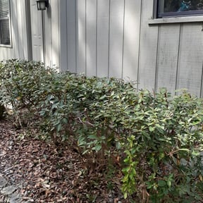 Bush Trimming by Integrity Lawn Care reviewed on August 16, 2025