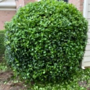 Bush Trimming by Reil Lawn Company LLC reviewed on August 13, 2025